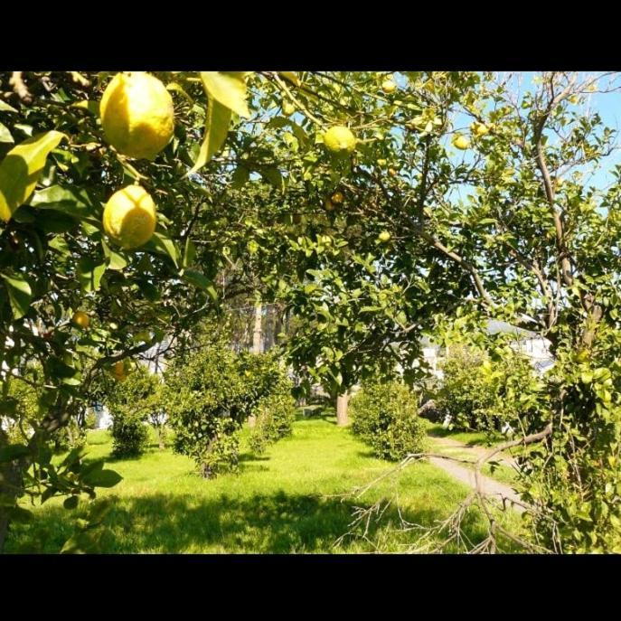 B&B Casa Maria Vittoria ตอร์เรเดลเกรโค ภายนอก รูปภาพ